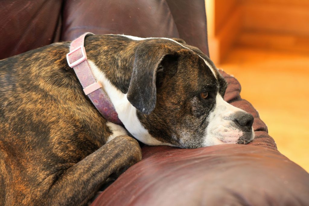 brown and white short coated dog lying on brown leather couch