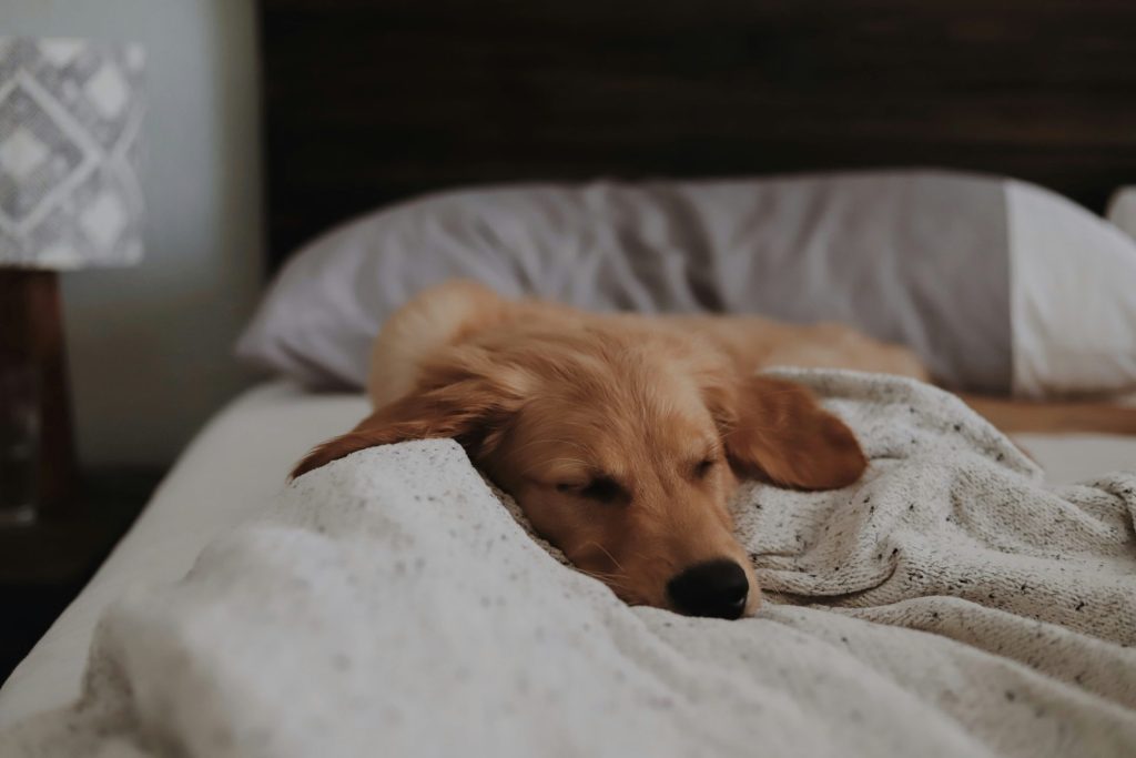 long-coated brown dog lying on bed